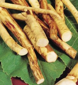 horseradish