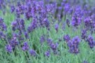lavenderField