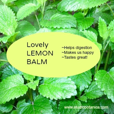 balm lemon tea benefits kiddie calm recipe studiobotanica