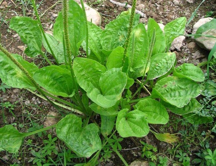 Plantain Herb A Versatile Natural Antibiotic And Edible