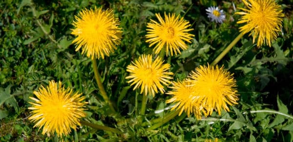 Easy Dandelion Recipes Studio Botanica