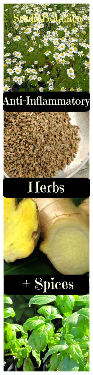 15 Top Anti-Inflammatory Herbs And Spices - Studio Botanica