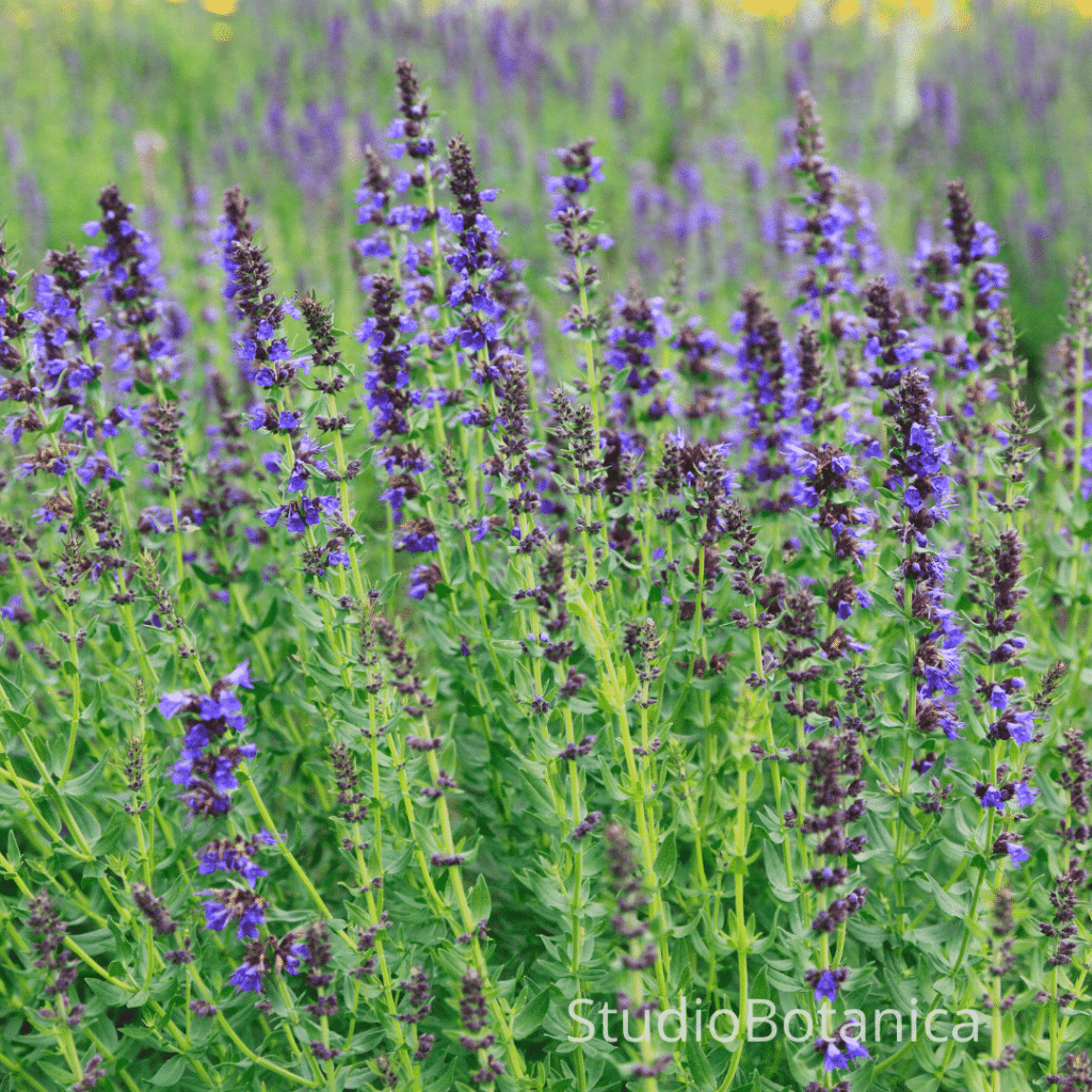 Herbal Solutions hyssop