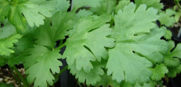 Image result for Cilantro herb