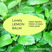 Benefits Of Lovely Lemon Balm - Studio Botanica