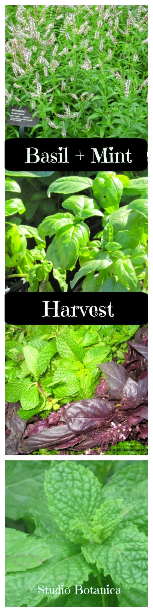 Summer Harvest : Benefits of Basil + Mint - Studio Botanica