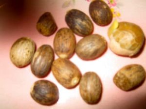 Nuts about Nutmeg? Surprising benefits + recipes - Studio Botanica