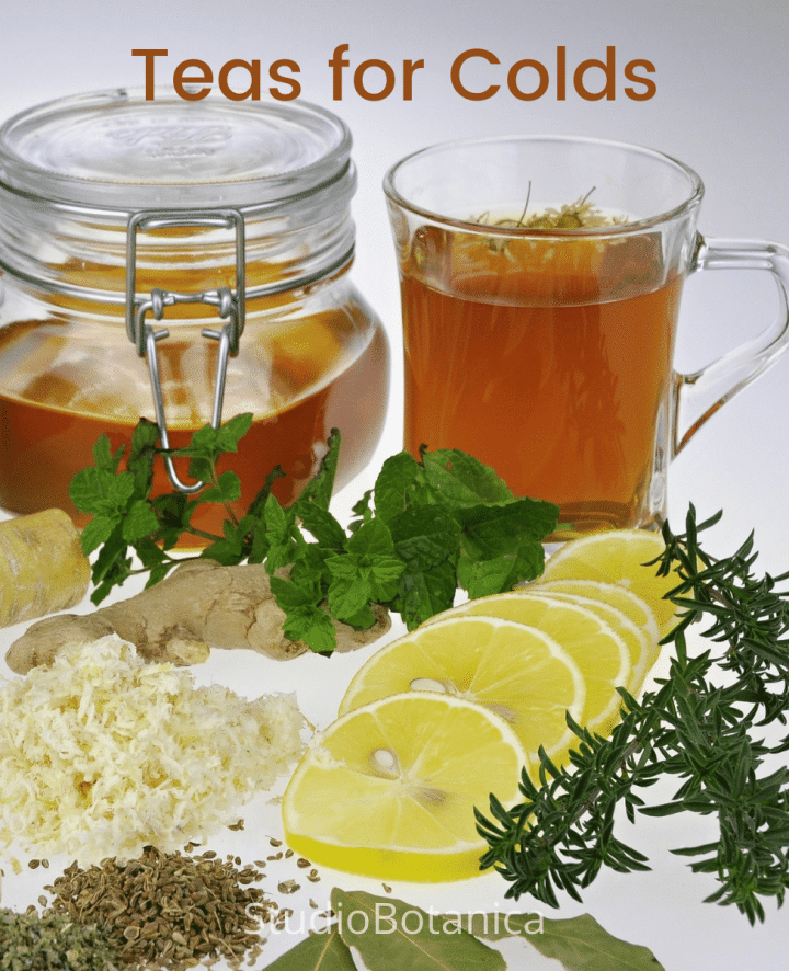 Herbal Teas For Cold Relief ~ 3 Faves + Resources - Studio Botanica