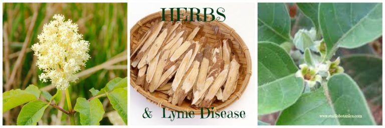 Exploring Lyme Disease With Herbs - Studio Botanica