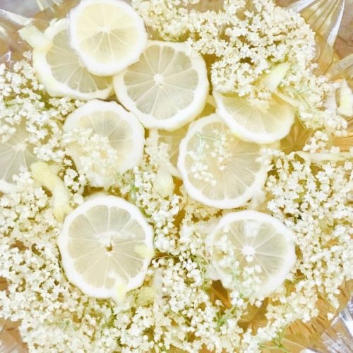 Elderflower Fizz aka Elderflower Champagne - Studio Botanica