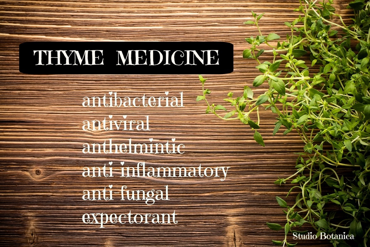 thyme uses in medicine