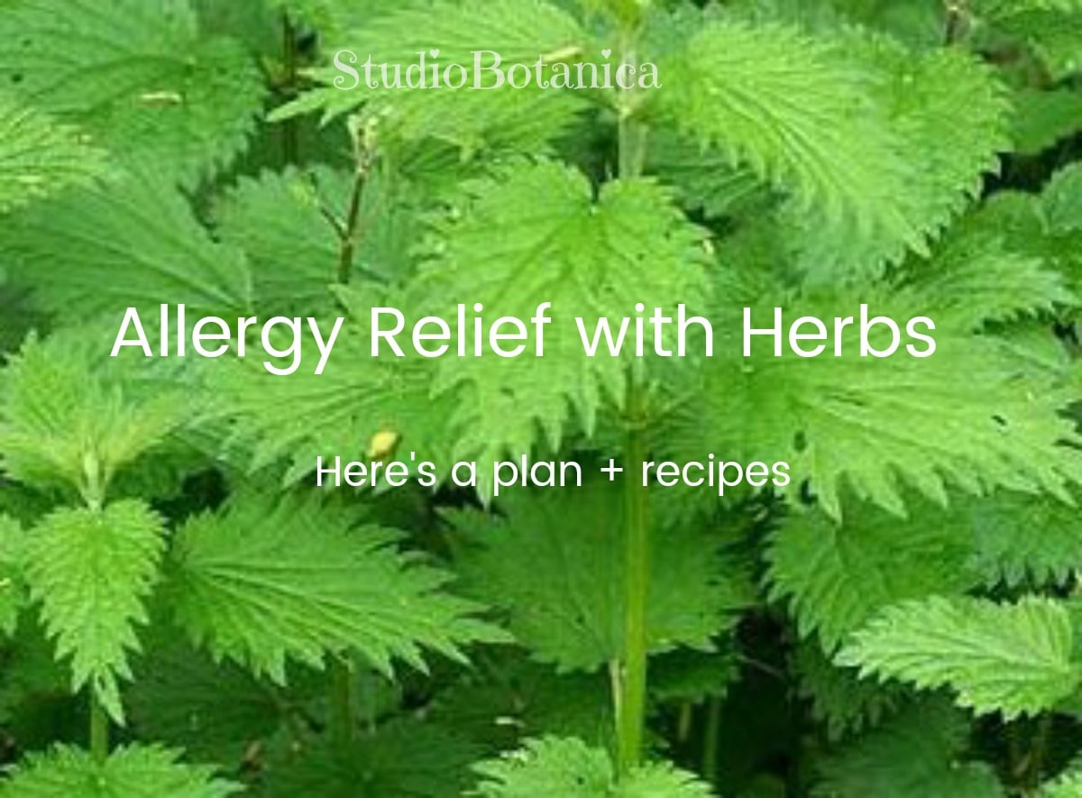 Nettles for Seasonal Allergies {naturally safe and effective}