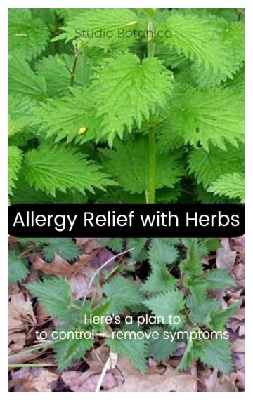 Allergy Herbs ~ an integral part of your anti-allergy plan! - Studio ...