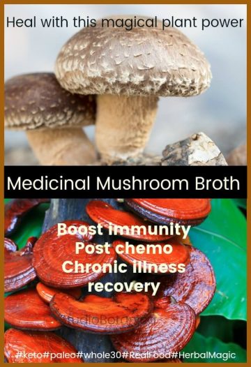 Medicinal Mushrooms Healing Broth - Studio Botanica