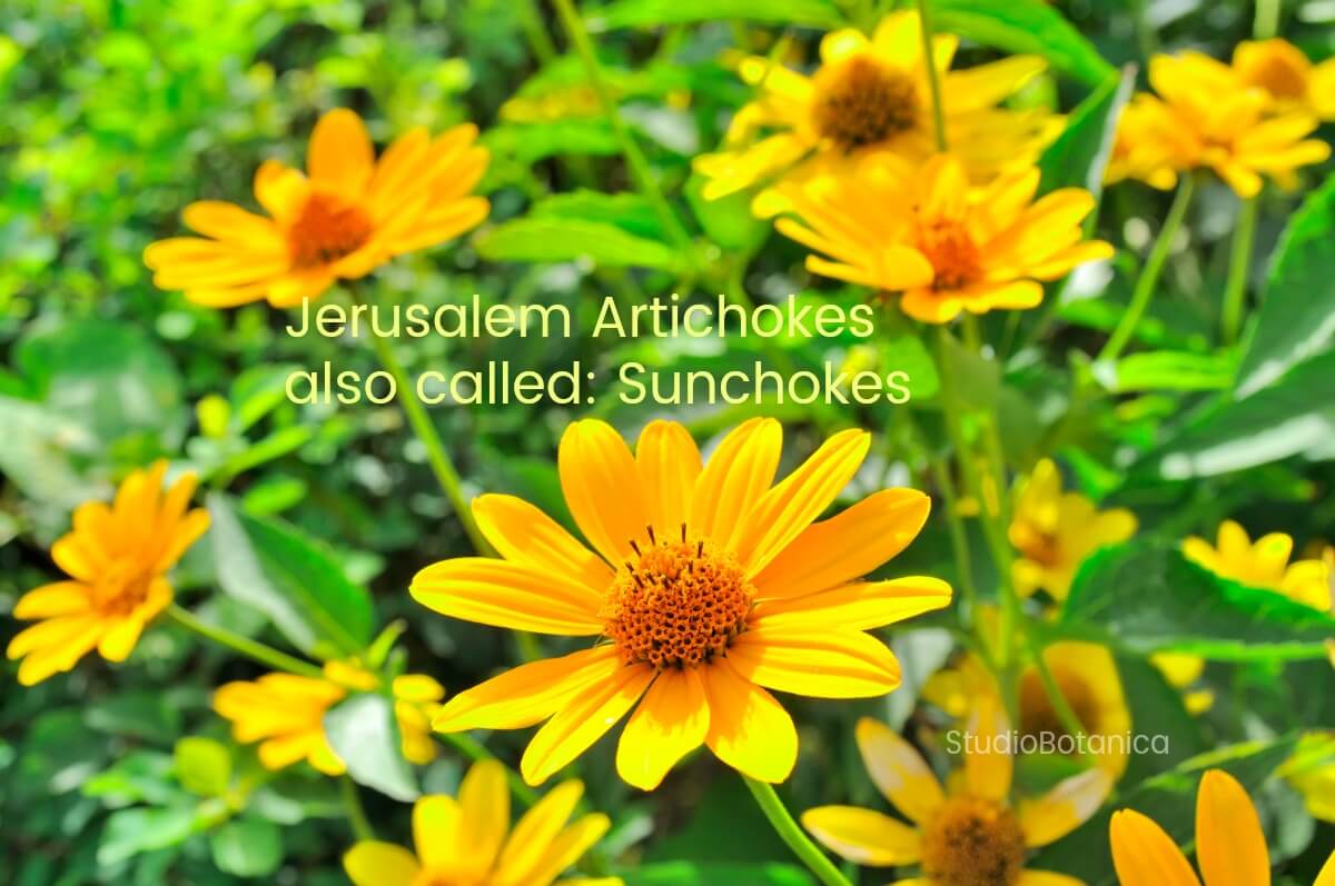 Jerusalem Artichokes Health Benefits Scrumptious Recipe Ideas Studio Botanica