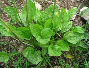 Plantain Medicine ~ the ultimate soothing healer - Studio Botanica