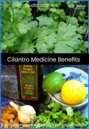 Cilantro Medicine ~ 10 reasons to enjoy this herb often! - Studio Botanica