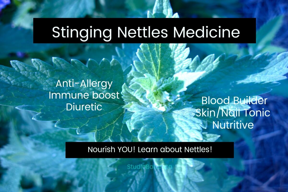 stinging nettle treatment vinegar
