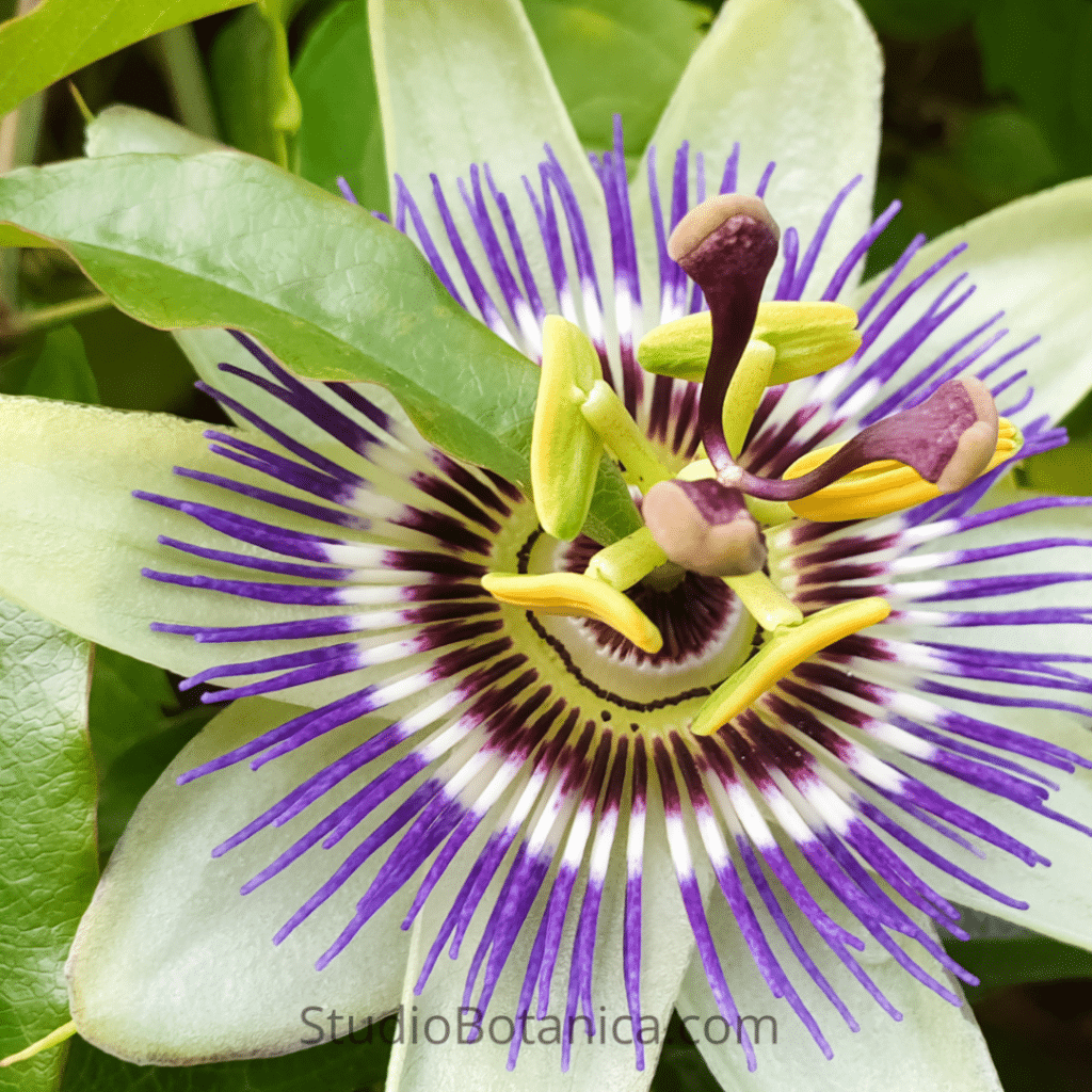 Passionflower medicine flower white with green + purple accents