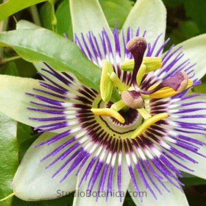 Passionflower medicine flower white with green + purple accents