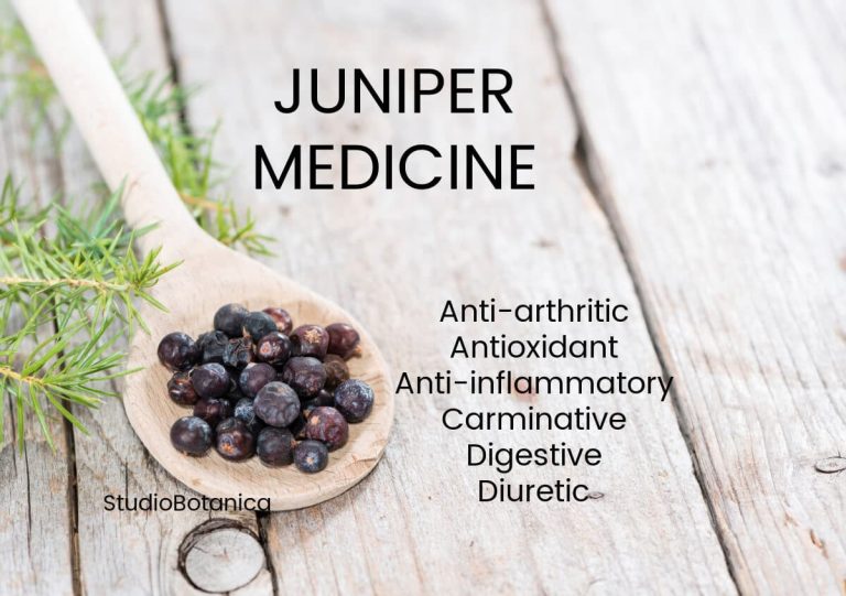 Juniper Medicine the benefits of Juniper berries Studio Botanica