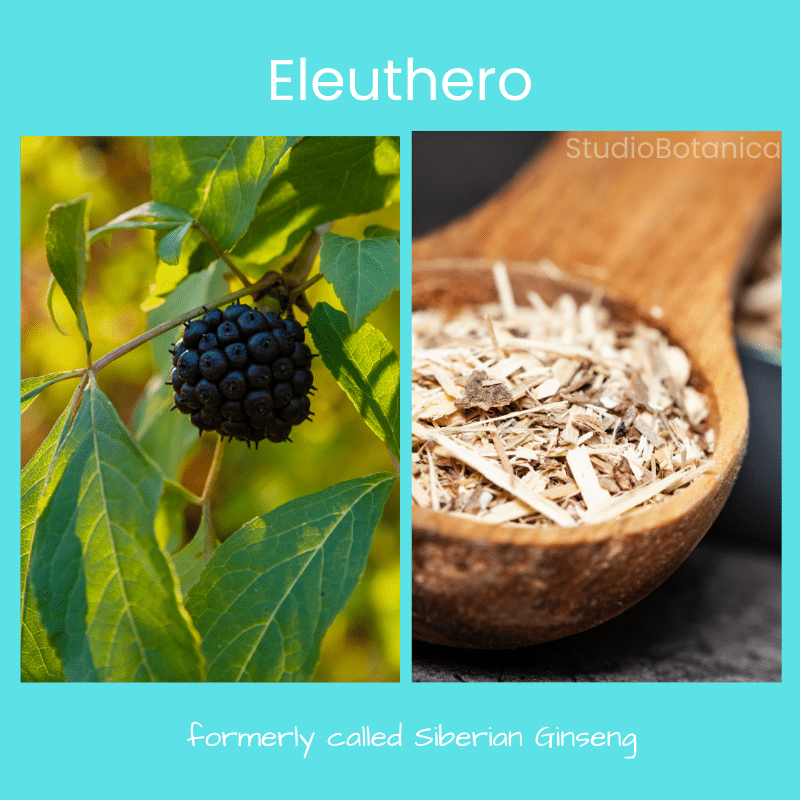 Eleuthero Adaptogenic Herbs for Stress