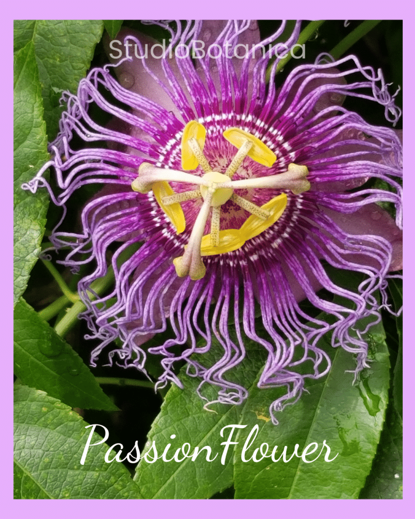 purple passionflower medicine beauty