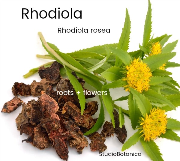 Adaptogenic Herbs for stress Rhodiola